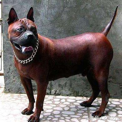 世界十大猛犬排名介绍，威猛忠诚的警卫犬品种大全