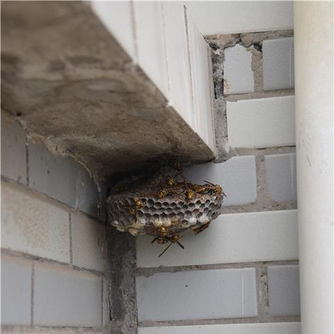 鼓浪屿今日热点，文化、旅游与环保新闻聚焦