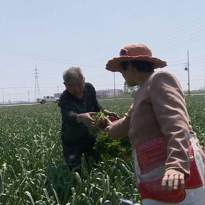 菏泽玉米今日最新行情，菏泽玉米价格行情走势