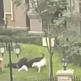 世界狗种类排名，世界狗种图片及名称