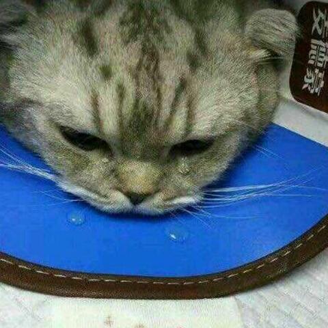 世界赛最强猫咪排名，世界最强的猫