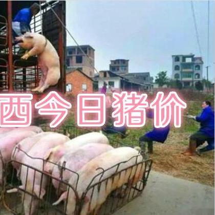 今日钦州最新猪价表，钦州今日猪价最新行情