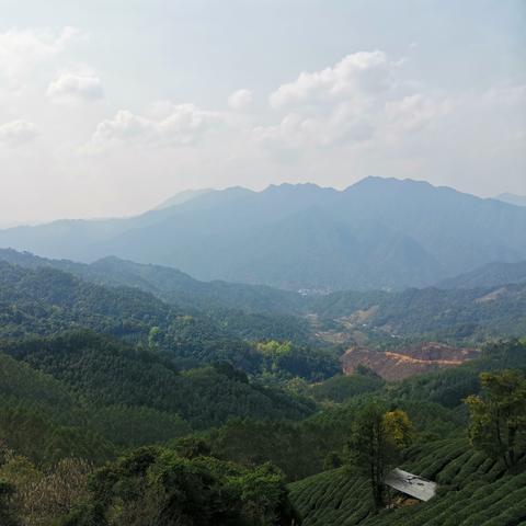 世界茶叶重要产地排名，世界茶叶产地有哪些地方