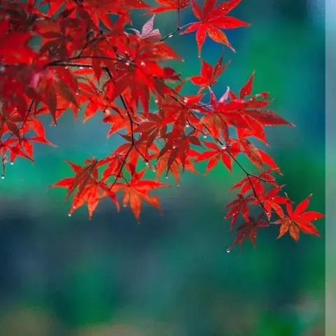 温州最新通告今日天气，温州最近几天