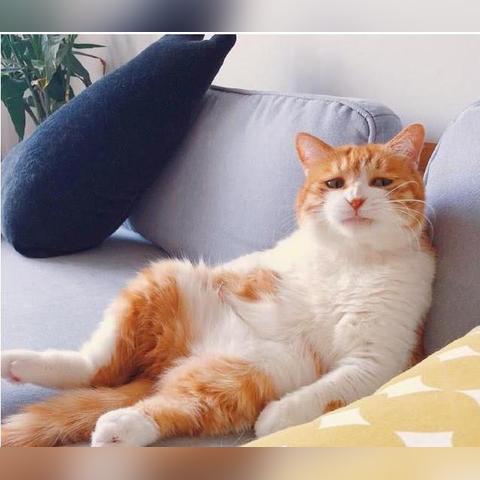 世界橘猫排名，有名的橘猫