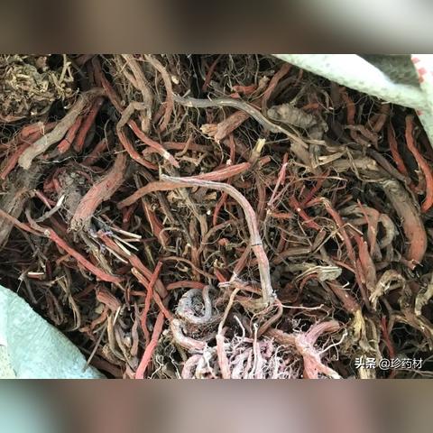 最新丹参行情走势分析与预测，需求增长，价格稳步上升