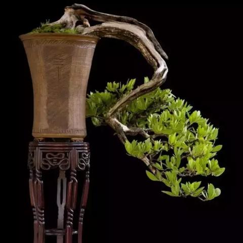 盆景倒挂种植技术，最新规范与操作指南，提升成活与观赏价值！