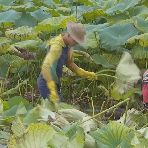 广西挖藕英雄团队名单揭晓，田野间的奋斗者，乡村振兴的先锋