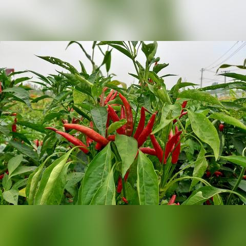 亳州朝天椒价格行情稳定，种植户需关注生长环境与市场需求