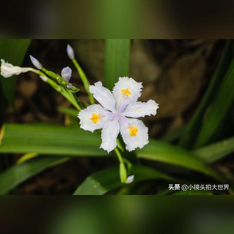 弃文就武