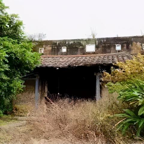 莆田山野泡茶价格表及市场分析，需求增加，前景广阔